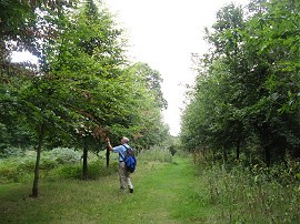 Deepdene Wood